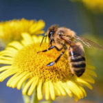 Giardino delle api e dei fiori